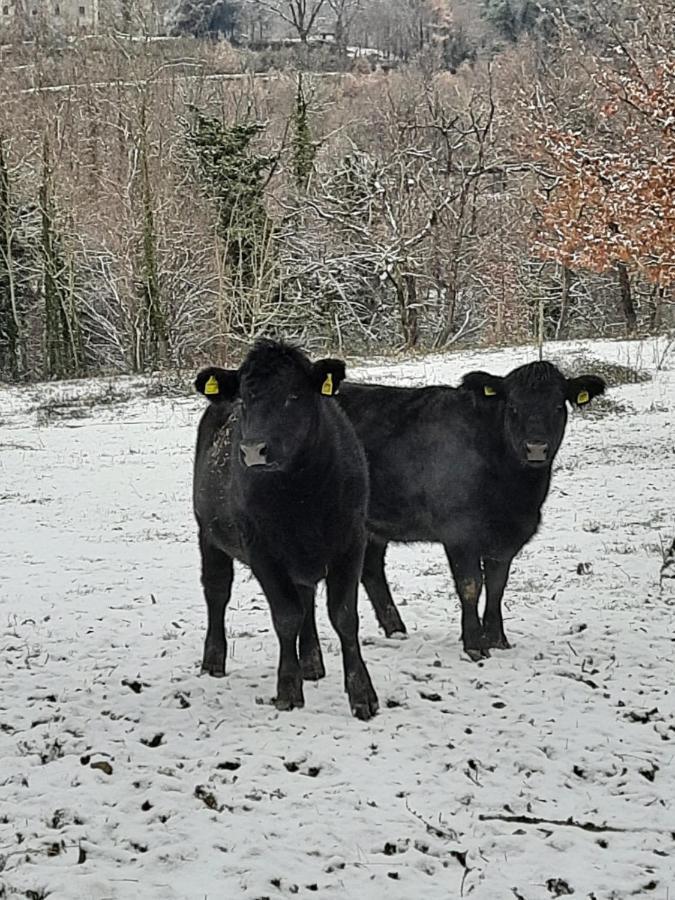 Tenuta La Scure La Cappella Villa Cortona Eksteriør billede